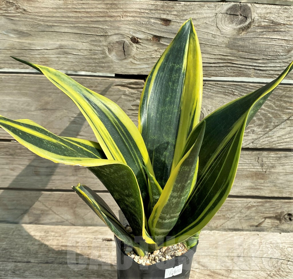 SHPR20990 Sansevieria 'Gold Flame'