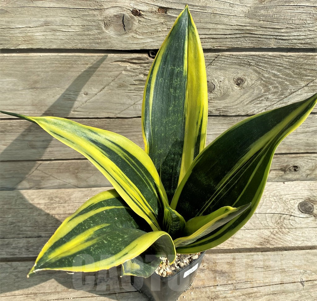 SHPR20990 Sansevieria 'Gold Flame' - immagine 3