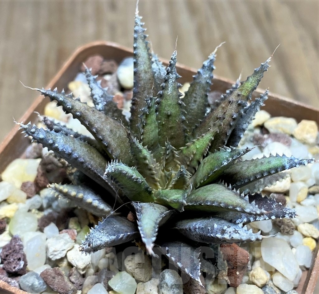 SHPR21170 Haworthia chloracantha v. subglauca