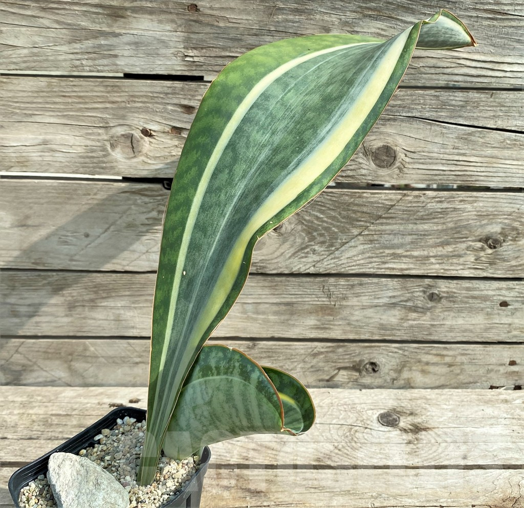 SHPR21014 Sansevieria 'Masoniana' f. variegata - immagine 3