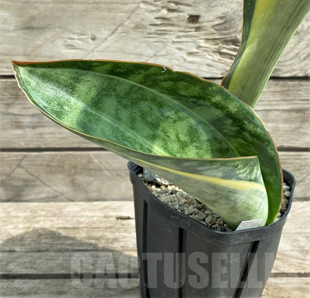 SHPR21014 Sansevieria 'Masoniana' f. variegata - immagine 2