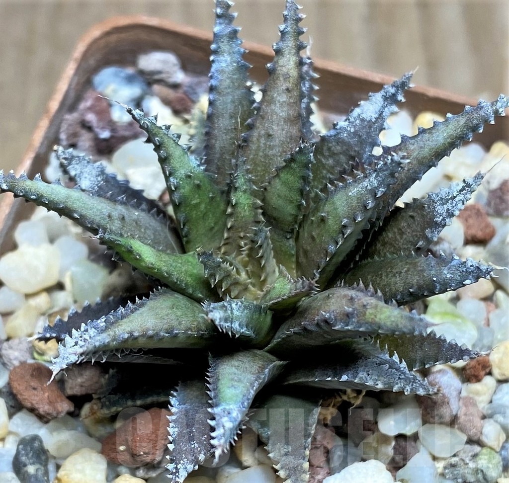 SHPR21170 Haworthia chloracantha v. subglauca - Image 2