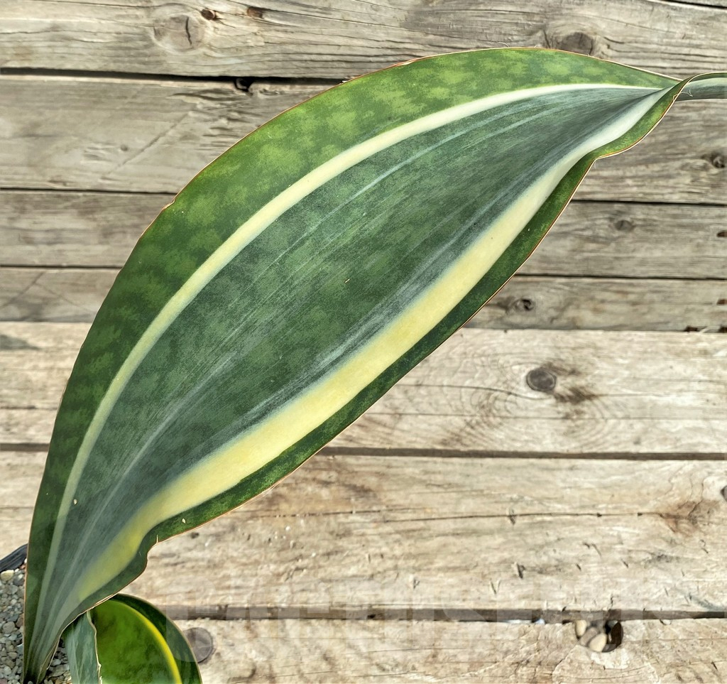 SHPR21014 Sansevieria 'Masoniana' f. variegata