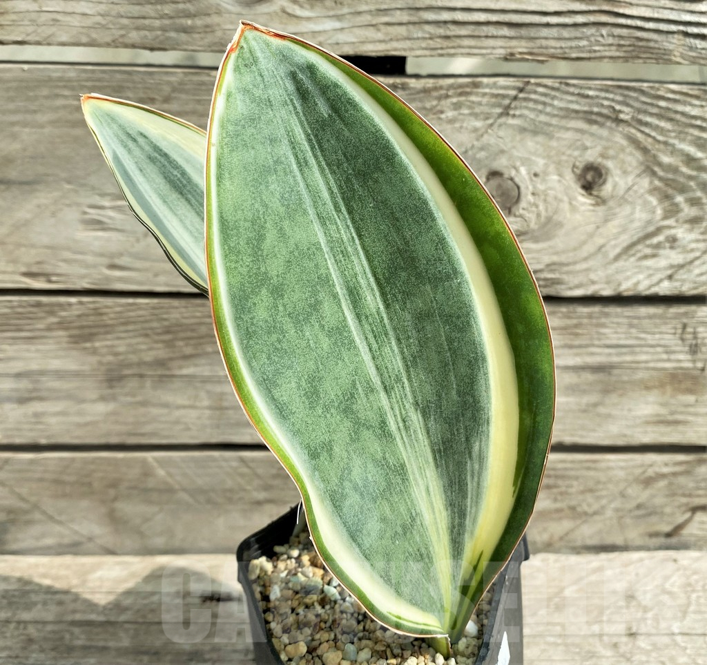 SHPR22061 Sansevieria 'Masoniana' f. variegata
