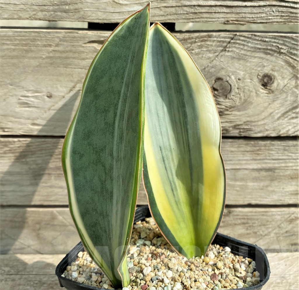 SHPR22061 Sansevieria 'Masoniana' f. variegata - Image 2
