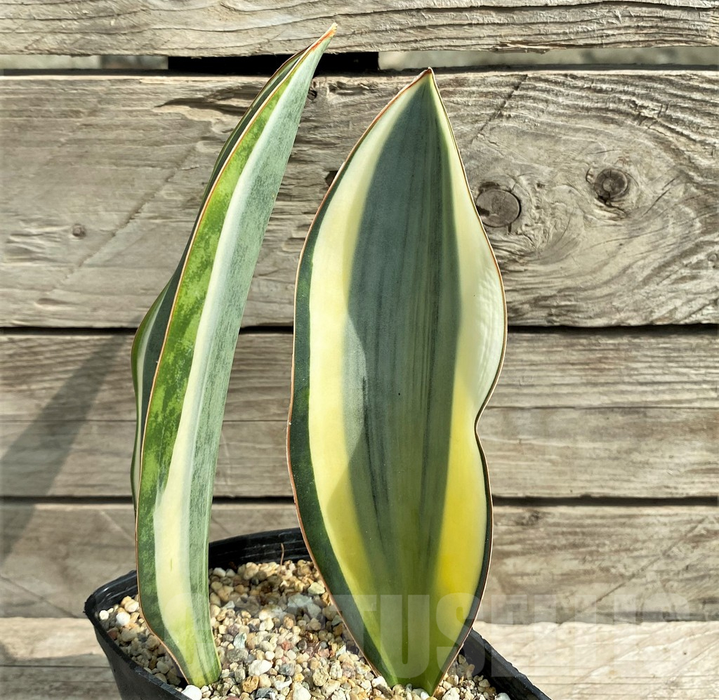 SHPR22061 Sansevieria 'Masoniana' f. variegata - Image 3