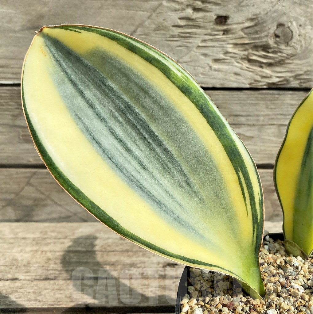 SHPR22064 Sansevieria 'Masoniana' f. variegata
