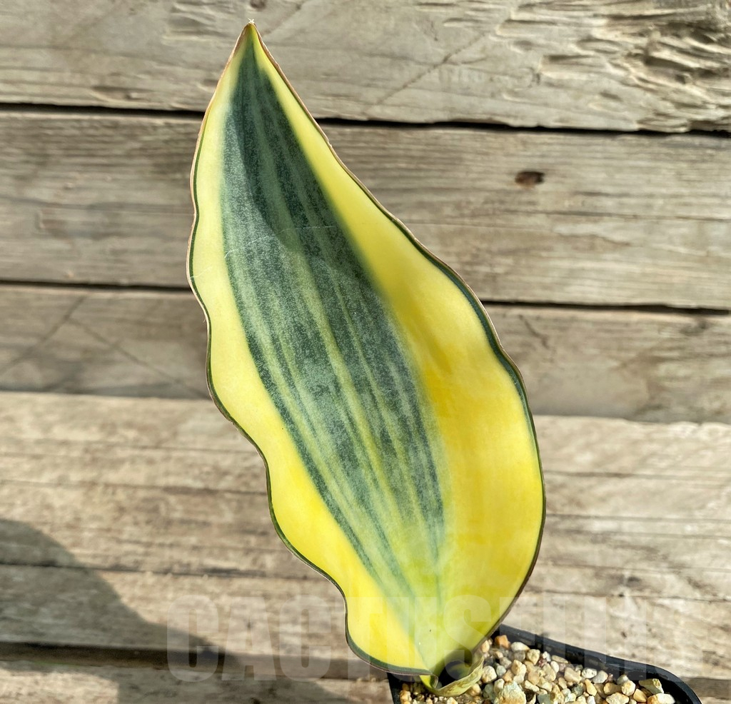 SHPR22064 Sansevieria 'Masoniana' f. variegata – Bild 2