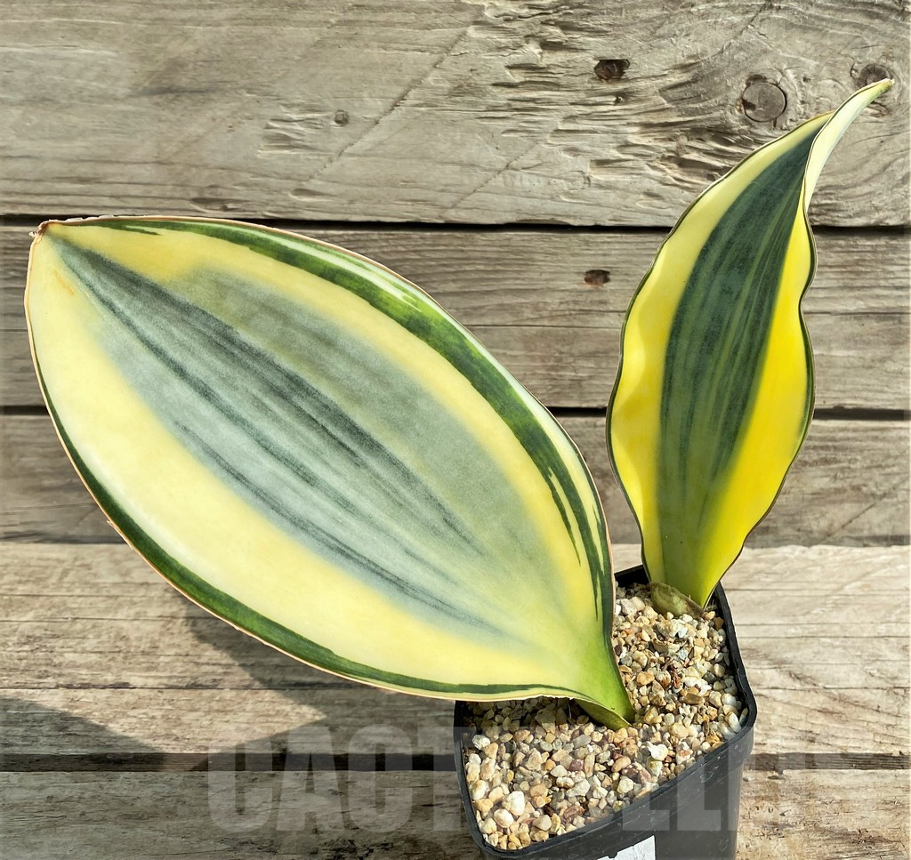 SHPR22064 Sansevieria 'Masoniana' f. variegata – Bild 3