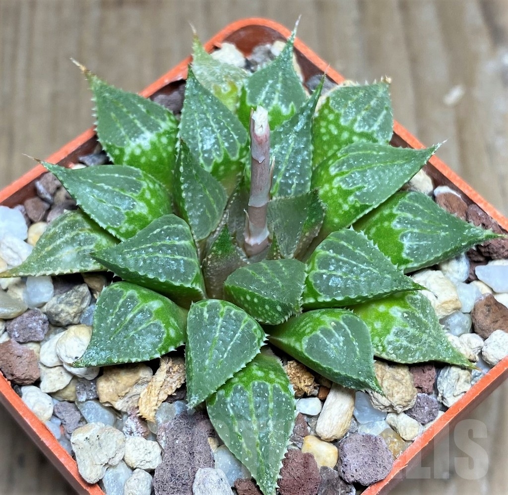 SHPR21173 Haworthia emelyae v. multifolia - Image 2