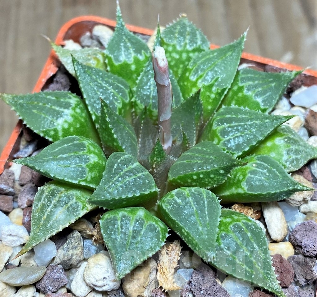 SHPR21173 Haworthia emelyae v. multifolia