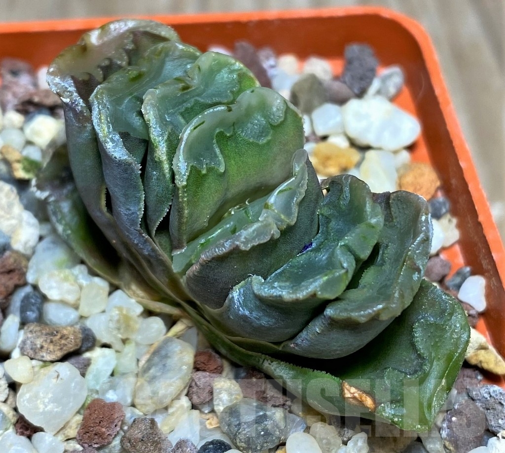 SHPR21178 Haworthia truncata hybrid
