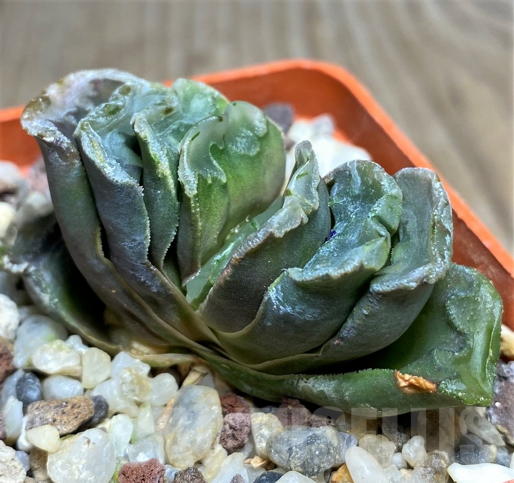 SHPR21178 Haworthia truncata hybrid - immagine 2