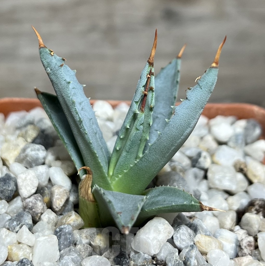 SHPR21064 Agave utahensis v. eborispina