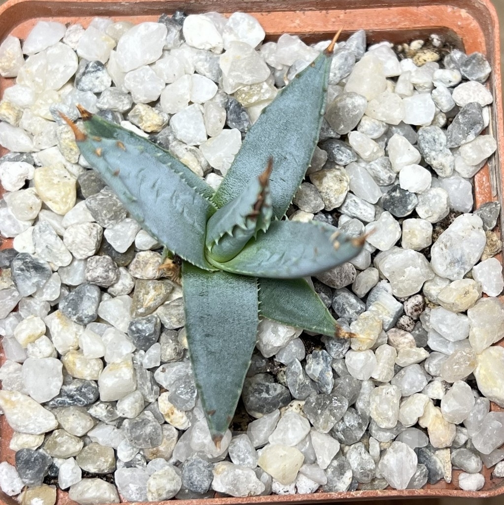 SHPR21064 Agave utahensis v. eborispina - Image 2