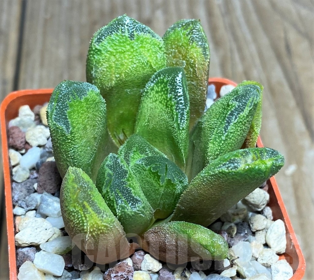 SHPR21183 Haworthia 'Rasper'