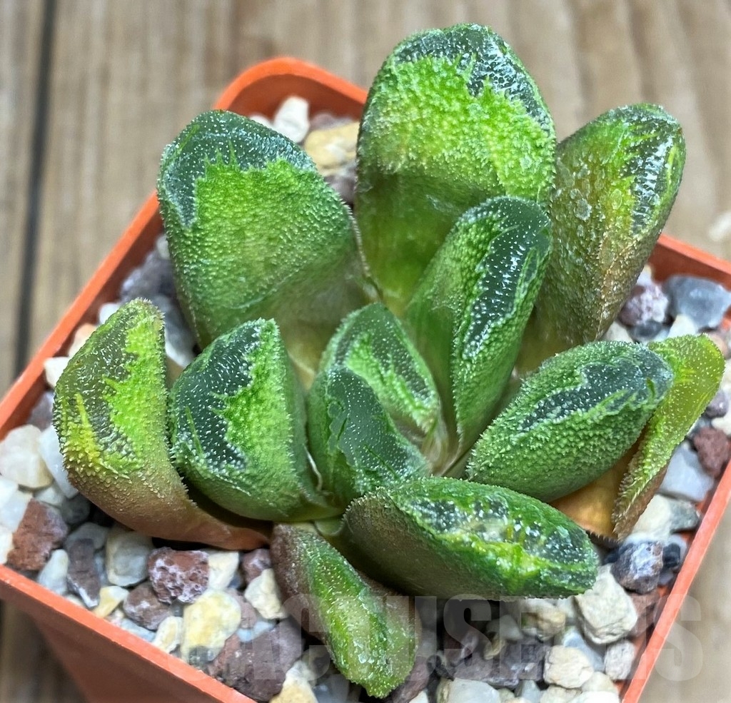 SHPR21183 Haworthia 'Rasper' - Obrázek 2