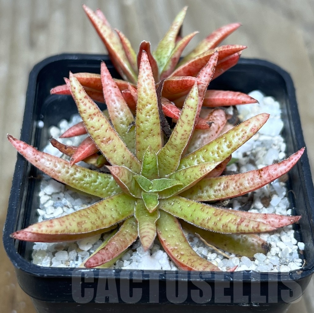 SHPR21070 Crassula rubicunda - Image 4