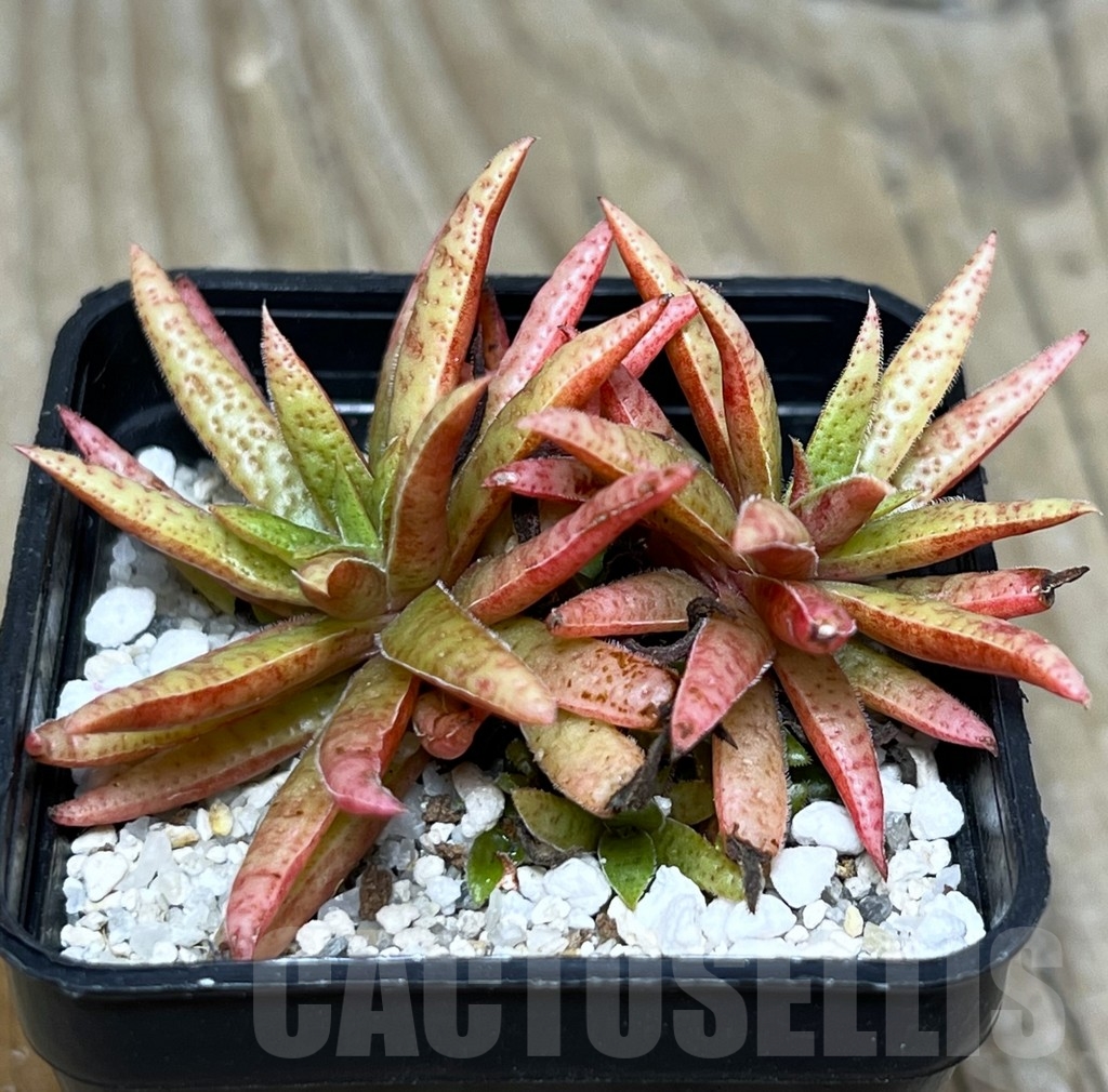 SHPR21070 Crassula rubicunda