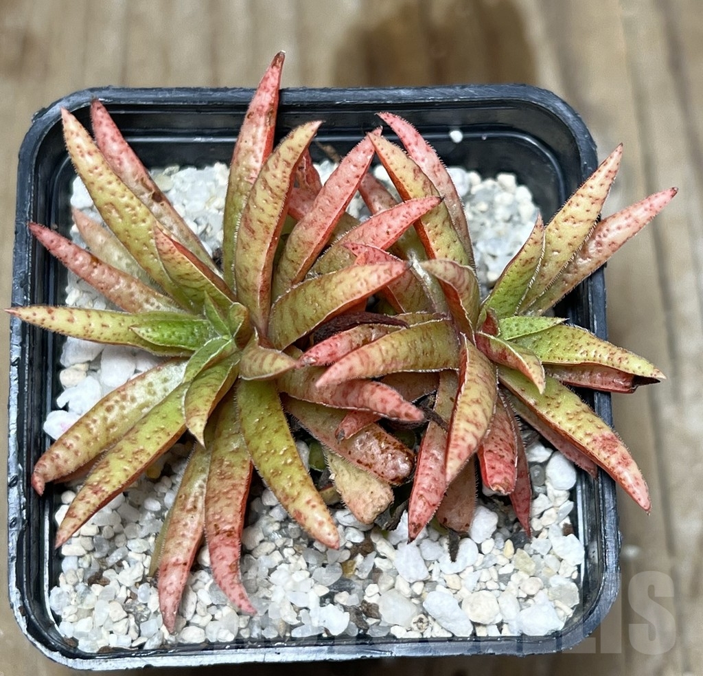 SHPR21070 Crassula rubicunda - Image 2