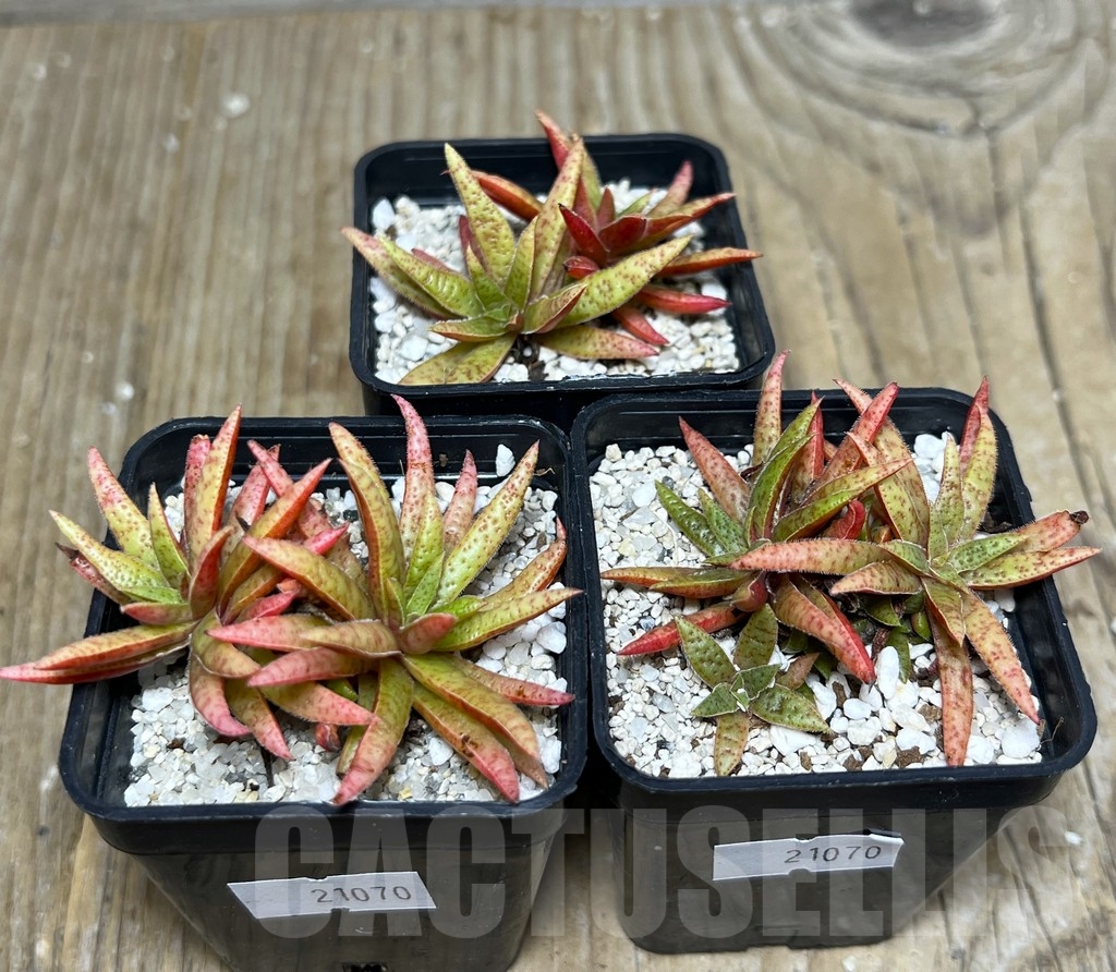 SHPR21070 Crassula rubicunda - Image 3