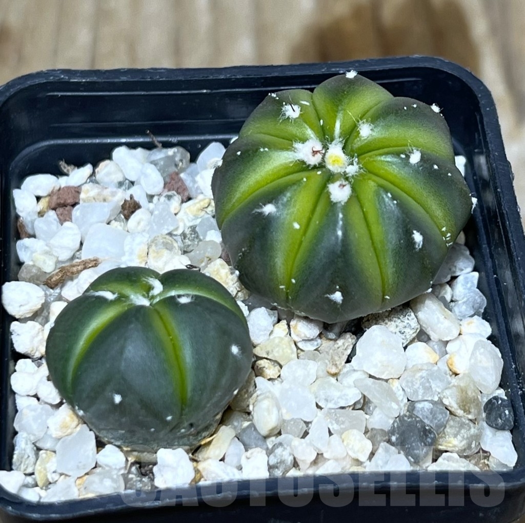 SHPR21071 Astrophytum asterias hybrid, 2 plants