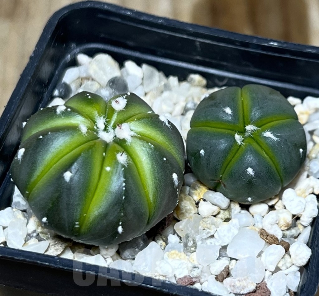 SHPR21071 Astrophytum asterias hybrid, 2 plants - Image 2