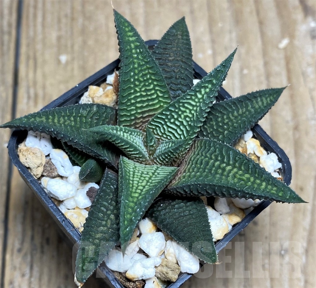 SHPR21190 Haworthia limifolia v. stricta x koelmaniorum - Image 2