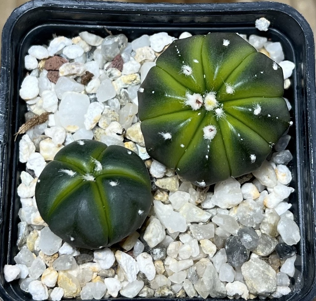 SHPR21071 Astrophytum asterias hybrid, 2 plants - Image 3