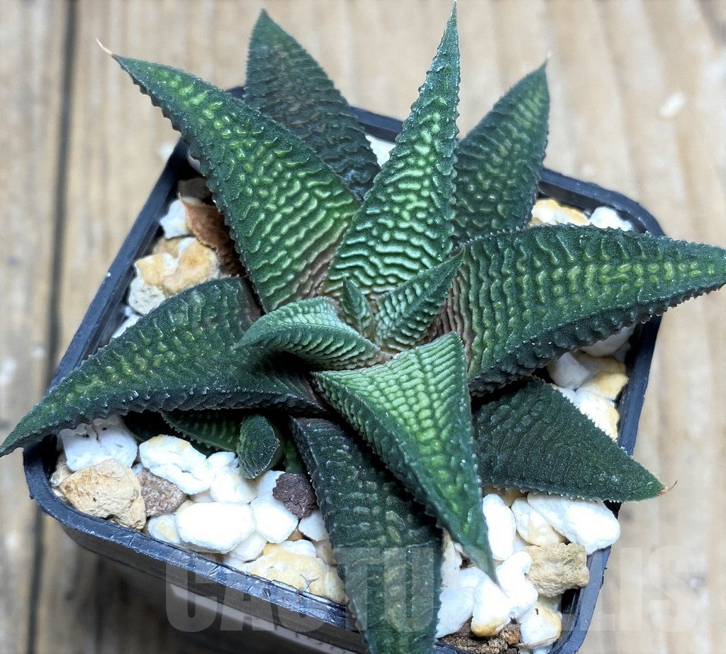 SHPR21190 Haworthia limifolia v. stricta x koelmaniorum