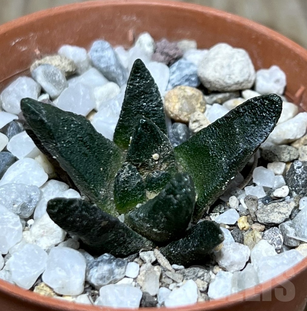 SHPR21072 Ariocarpus scapharostrus