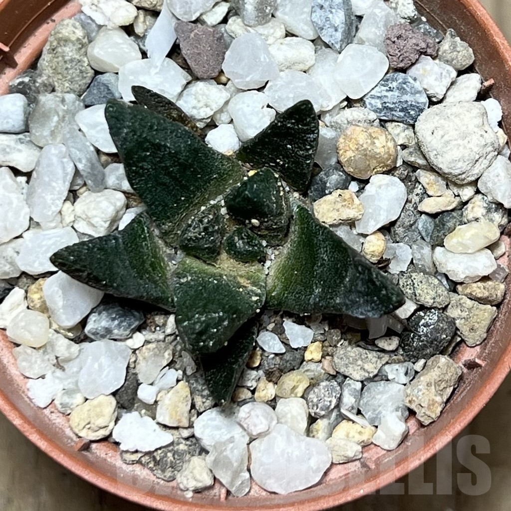 SHPR21072 Ariocarpus scapharostrus - Image 2