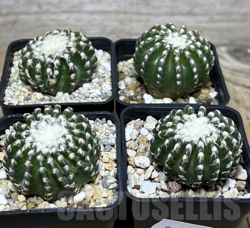 SET 57 Discocactus horstii, 4 plants