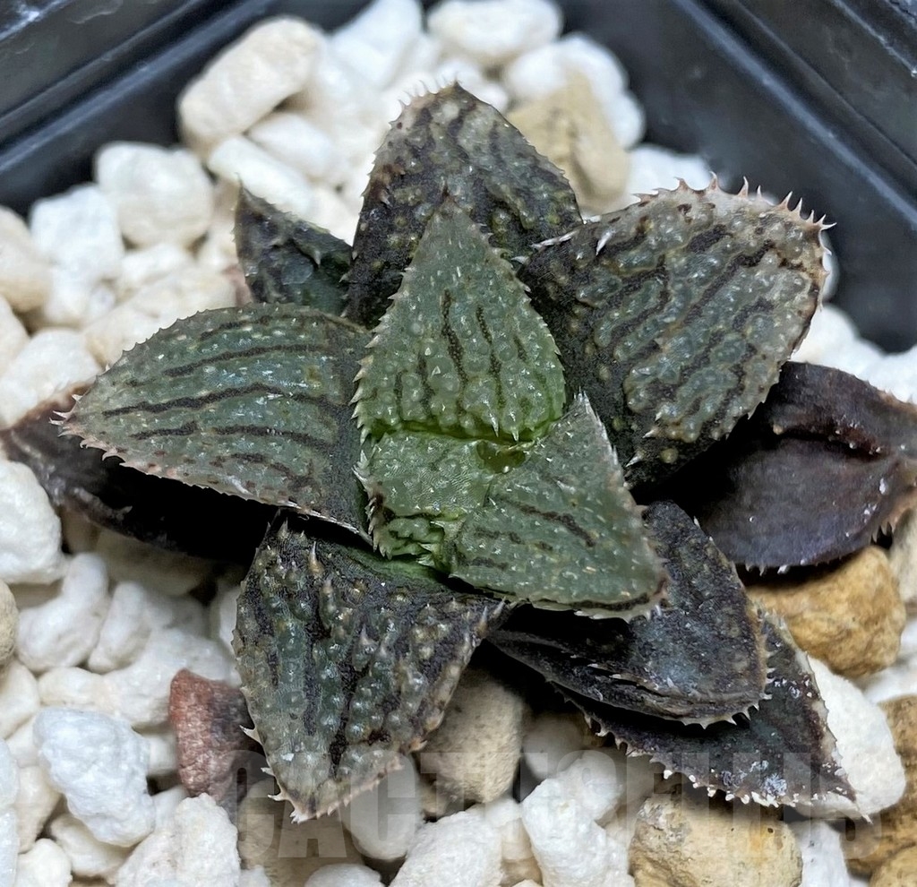 SHPR21192 Haworthia HCNF-2 Cactus Nishi hybrid - Image 2