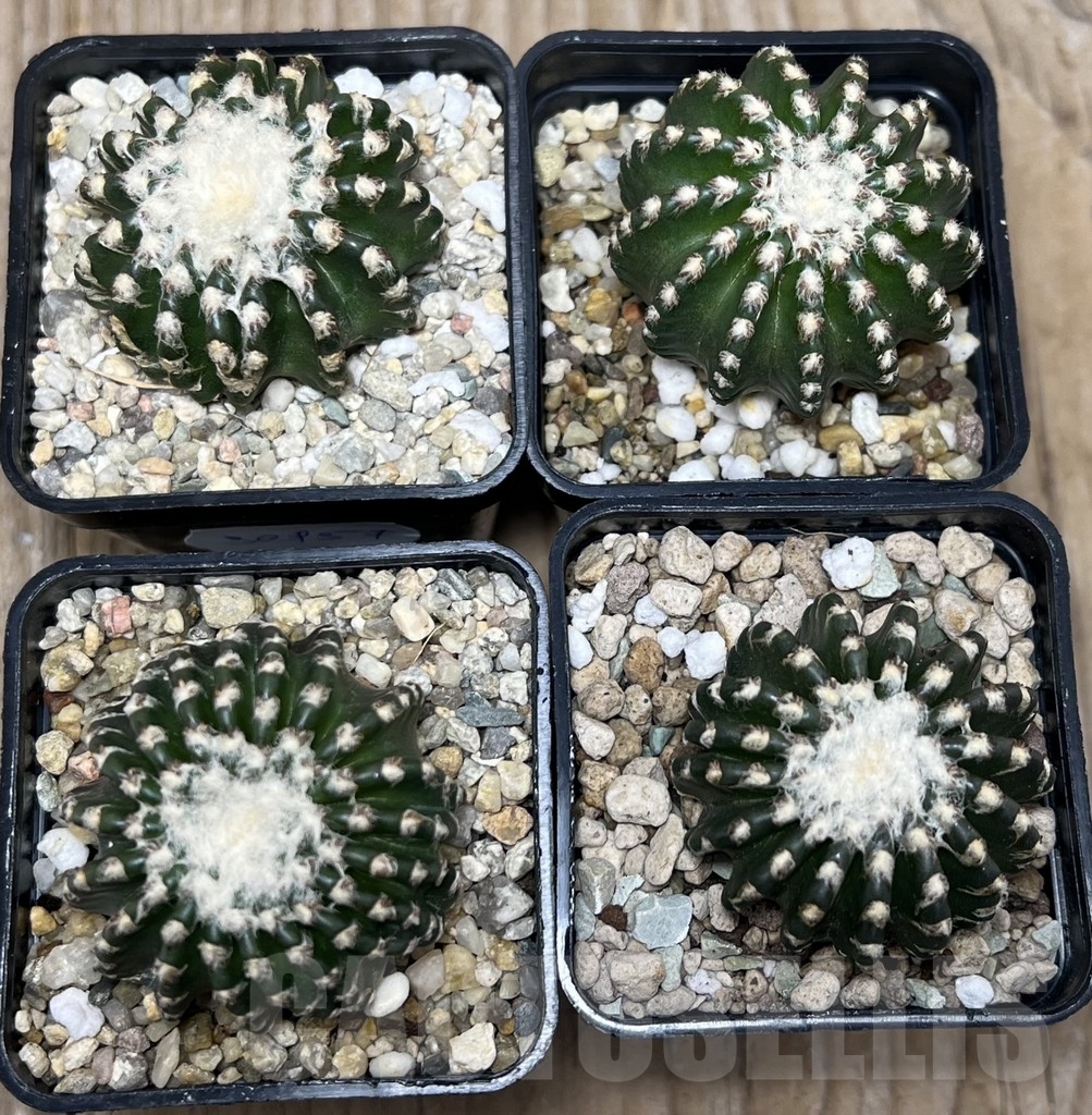 SET 57 Discocactus horstii, 4 plants - Image 2