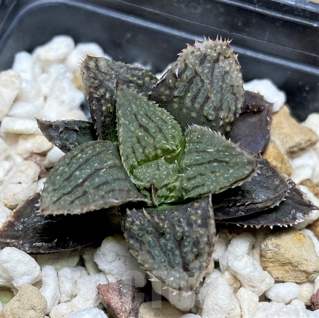 SHPR21192 Haworthia HCNF-2 Cactus Nishi hybrid