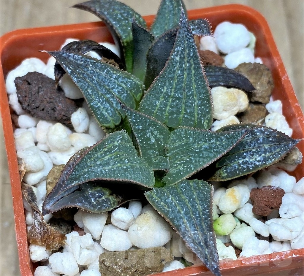 SHPR21193 Haworthia HSX-22 Benitora A