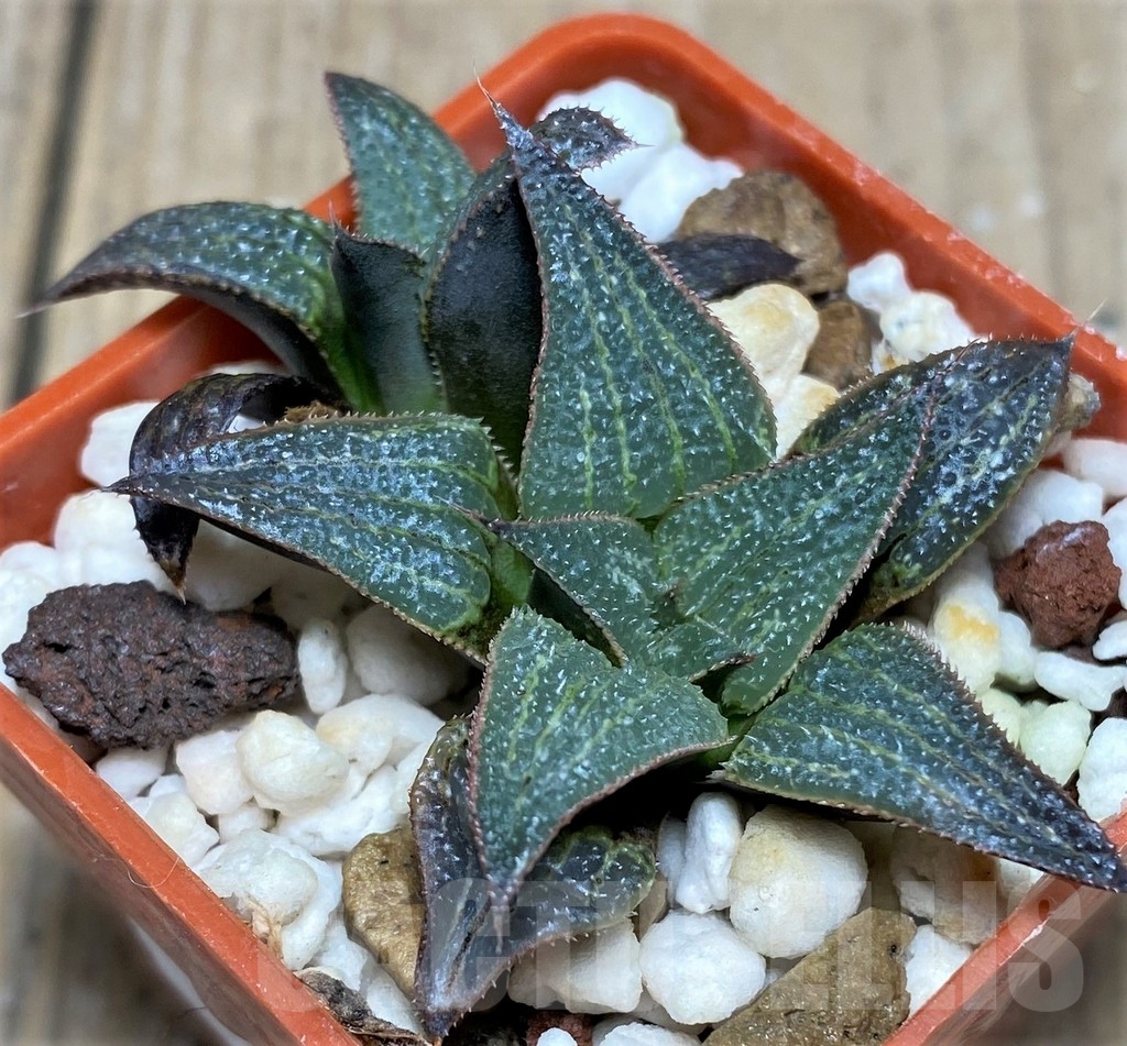 SHPR21193 Haworthia HSX-22 Benitora A - Image 2
