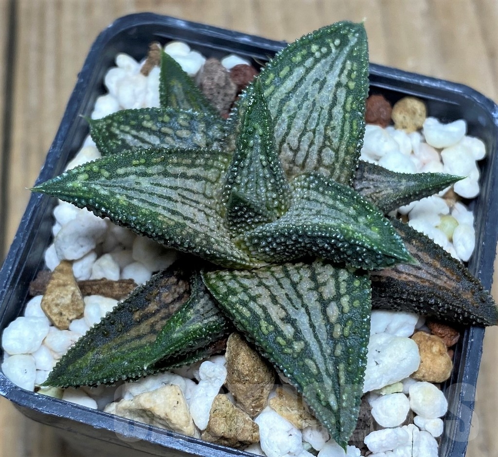 SHPR21194 Haworthia ‘Kintaikyo’ - Image 2