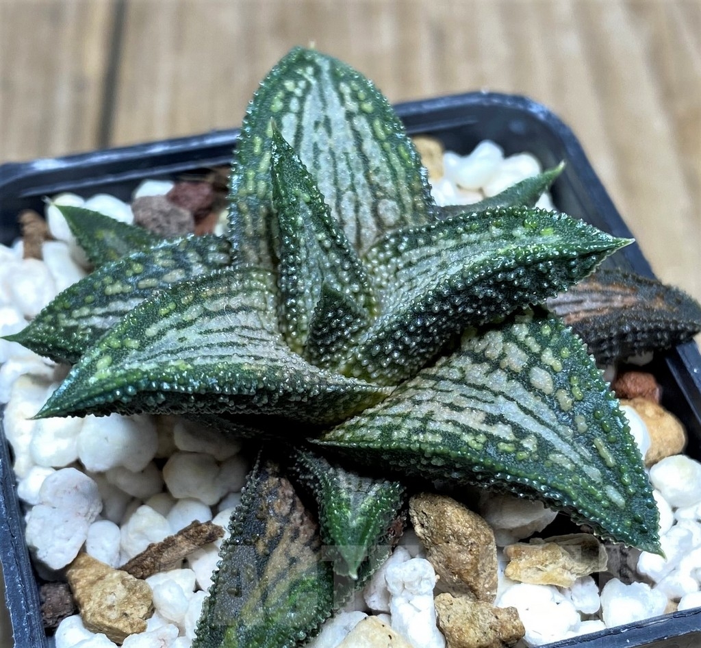 SHPR21194 Haworthia ‘Kintaikyo’ - Image 3