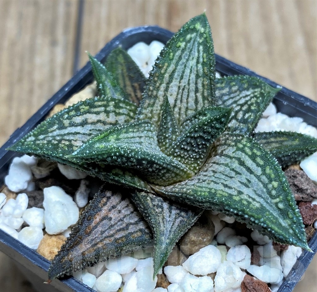 SHPR21194 Haworthia ‘Kintaikyo’