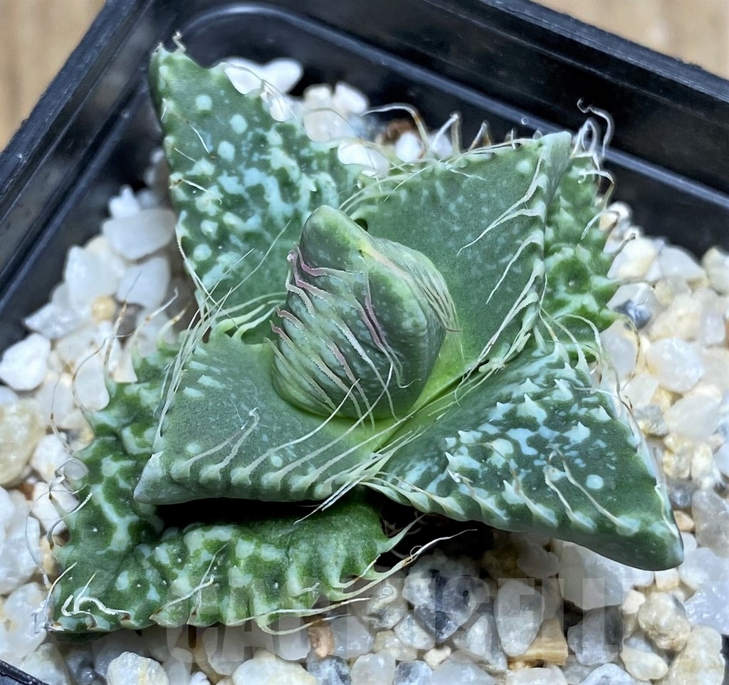 SHPR21196 Faucaria tuberculosa -Japan-