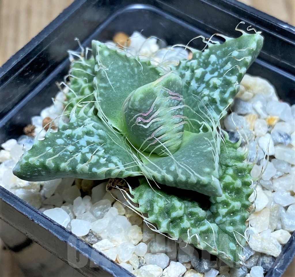 SHPR21196 Faucaria tuberculosa -Japan- - Image 2