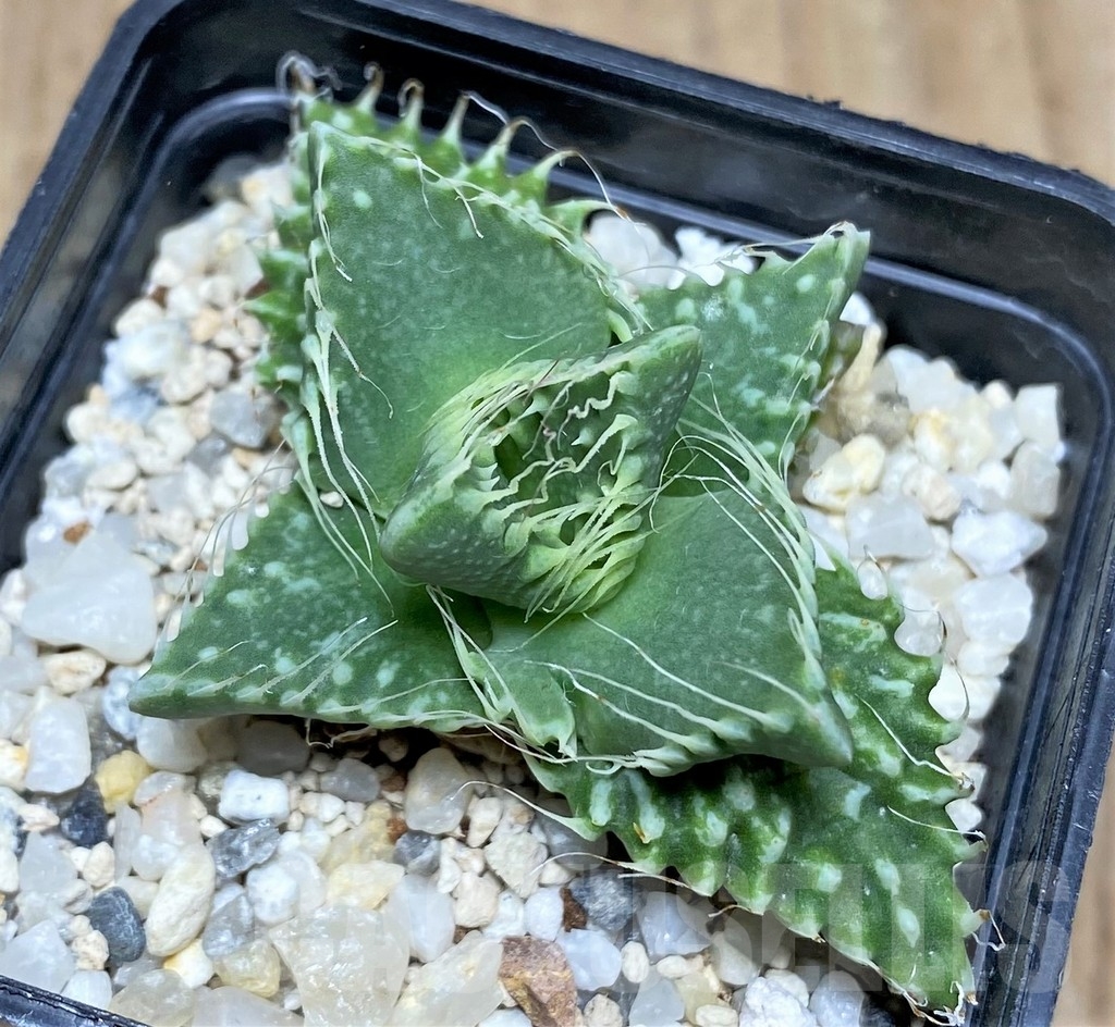 SHPR21197 Faucaria tuberculosa -Japan- - Image 2