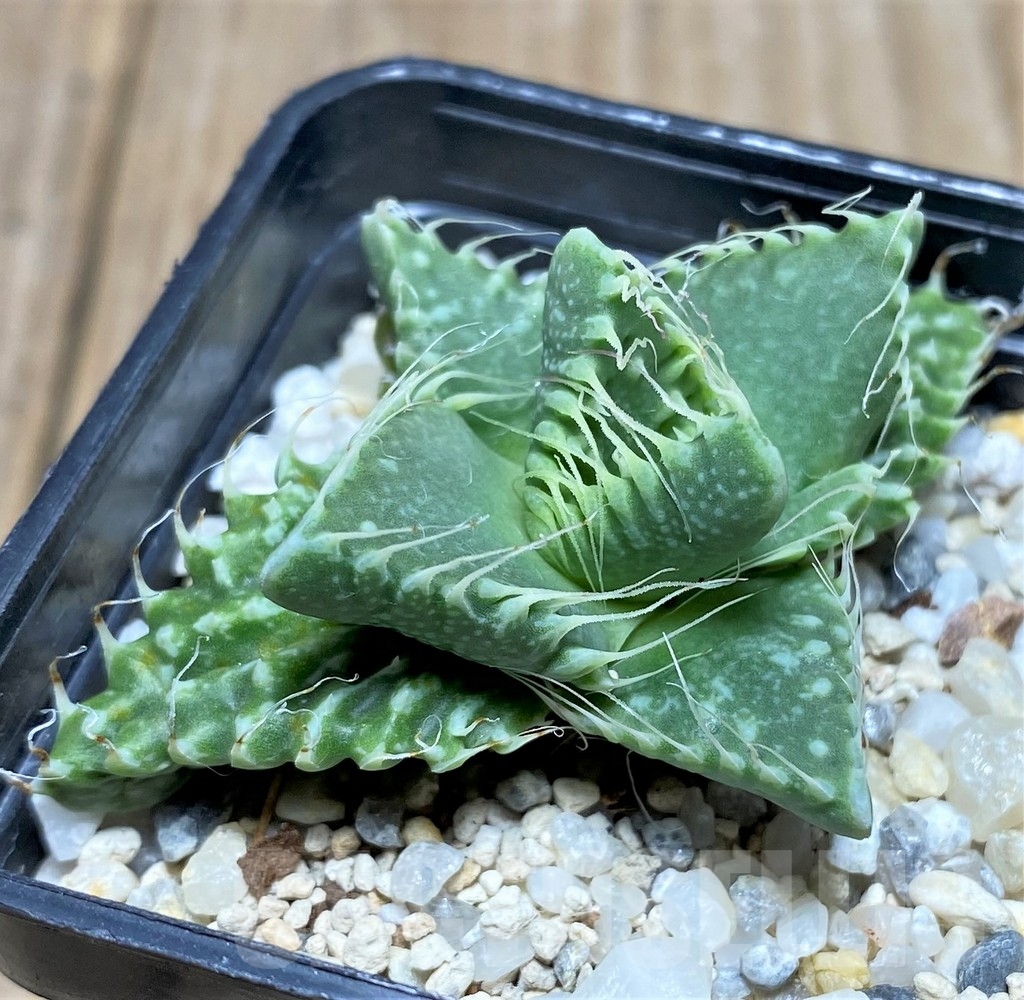 SHPR21197 Faucaria tuberculosa -Japan-