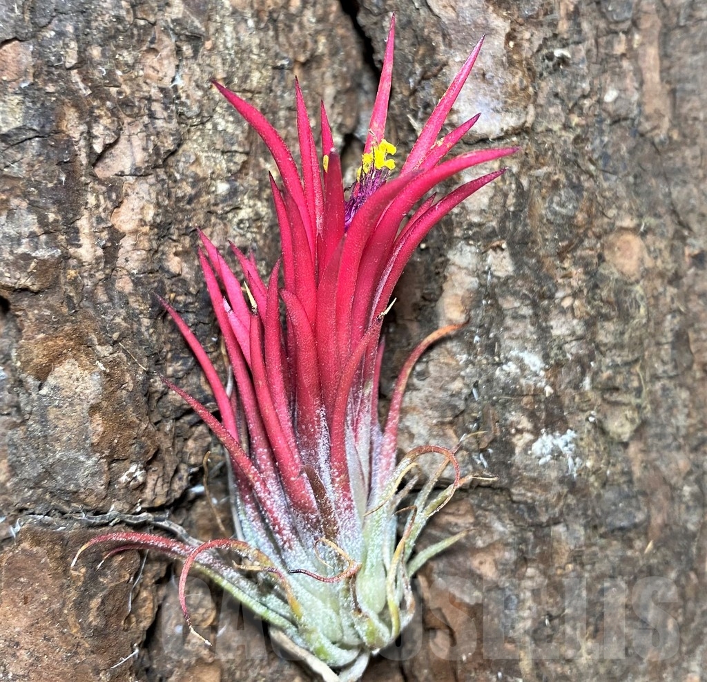 SHPR21268 Tillandsia ionantha 'Fuego' - Image 2