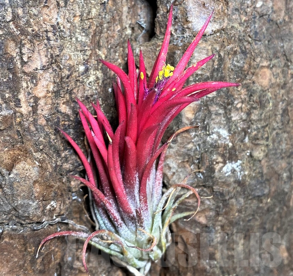 SHPR21268 Tillandsia ionantha 'Fuego'