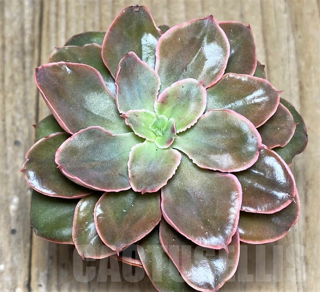 SHPR21231 Echeveria hybrid - Image 2