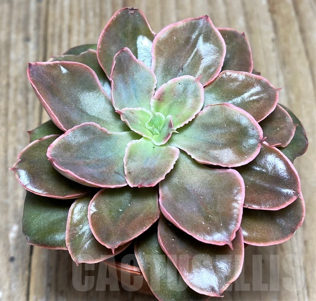 SHPR21231 Echeveria hybrid