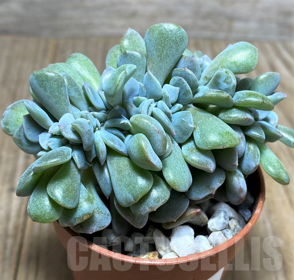 SHPR21232 Echeveria ‘Cubic Frost’ f. cristata - Image 2